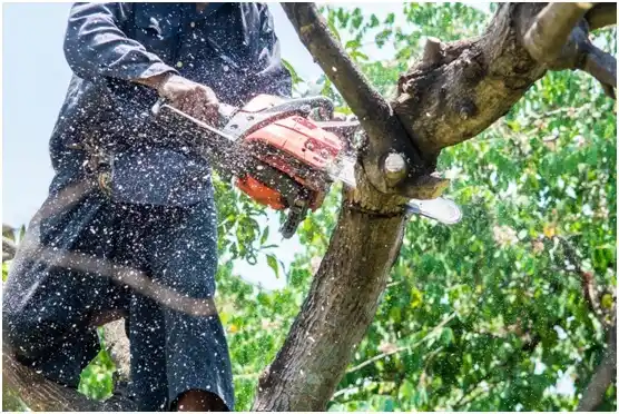 tree services Mill Creek East